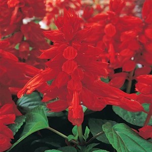 Сальвия Vista  Red